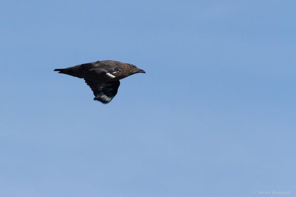 Grand Labbe — Stercorarius skua (Brünnich, 1764), (Saint-Jean-de-Luz (64), France, le 17/10/2020)