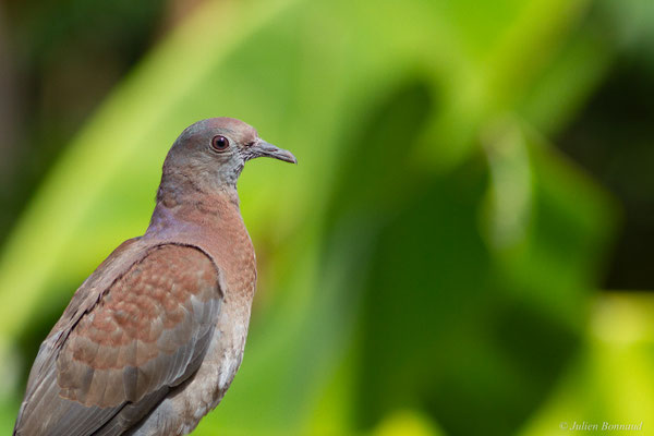 Pigeon rousset — Patagioenas cayennensis (Bonnaterre, 1792)