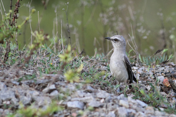 Moqueur des savanes — Mimus gilvus (Vieillot, 1808)