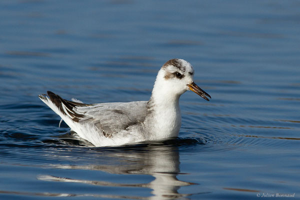 Phalarope à bec large — Phalaropus fulicarius (Linnaeus, 1758), (Capbreton (40), France, le 02/12/2022)