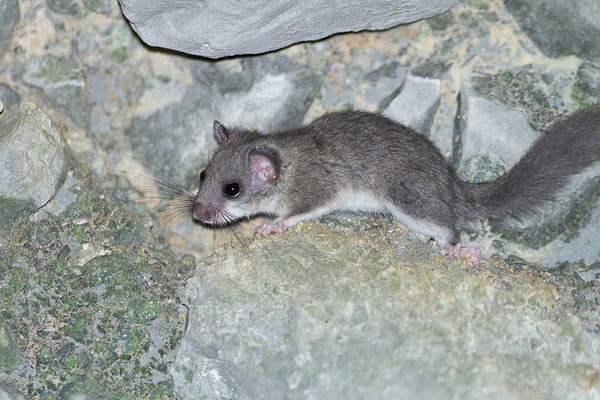 Loir gris — Glis glis (Linnaeus, 1766), (Accous (64), France, le 22/09/2022)
