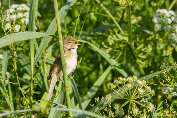 Rousserolle effarvatte — Acrocephalus scirpaceus (Hermann, 1804), (Urt (64), France, le 19/05/2020)