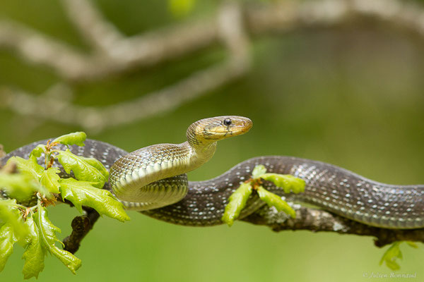 Couleuvre d'Esculape — Zamenis longissimus (Laurenti, 1768)