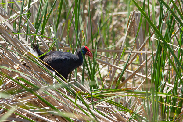 Talève sultane — Porphyrio porphyrio (Linnaeus, 1758), (Parc Naturel du Delta de l'Ebre (Catalogne), Espagne, le 07/06/2022)