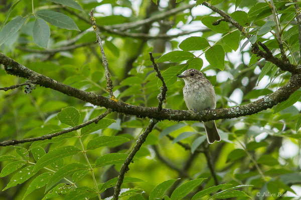 Gobemouche gris — Muscicapa striata (Pallas, 1764), (Saint-Faust (64), France, le 17/07/2019)