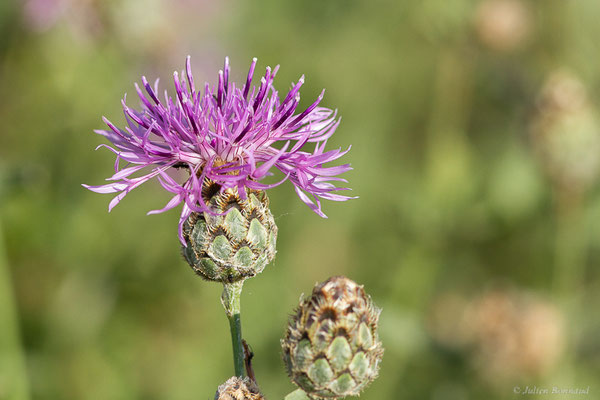 Centaurée scabieuse — Centaurea scabiosa L., 1753