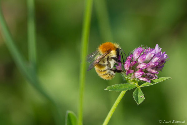 Bourdon des pierres — Bombus lapidarius (Linnaeus, 1758), (Périgueux (24), France, le 06/08/2018)