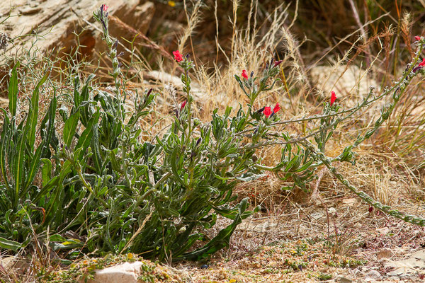 Vipérine de Crète — Echium creticum L., 1753, (Ammelne, (Souss-Massa), Maroc, le 06/02/2023)