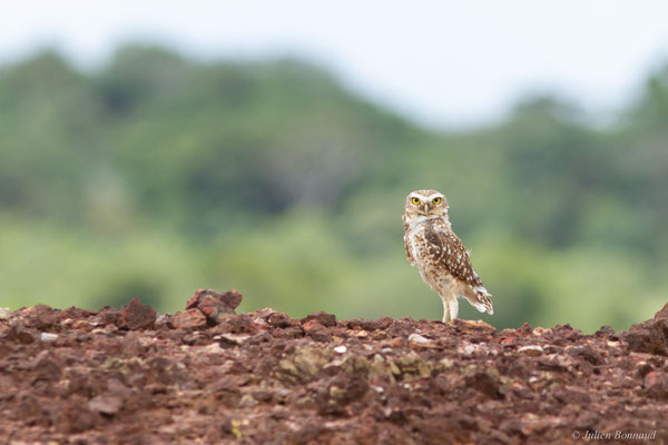 Chevêche des terriers — Athene cunicularia (Molina, 1782), (Centre Spatial Guyanais, Kourou, Guyane, le 16/02/2017)