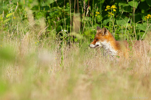 Renard roux — Vulpes vulpes (Linnaeus, 1758), (Mourenx (64), France, le 01/06/2022)