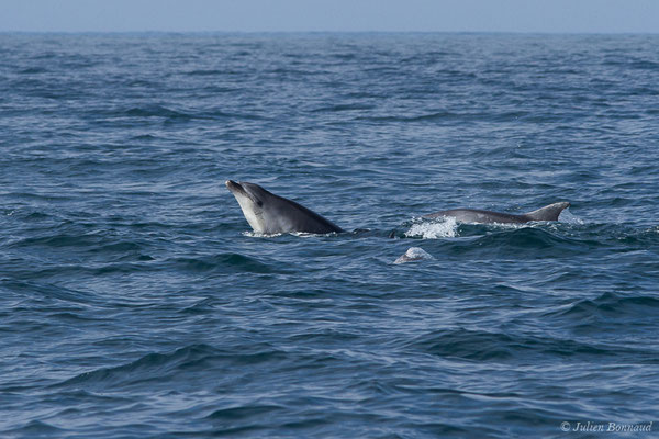 Grand dauphin commun ou Grand Dauphin – Tursiops truncatus (Montagu, 1821), (Saint-Jean-de-Luz (64), France, le 20/04/2019)