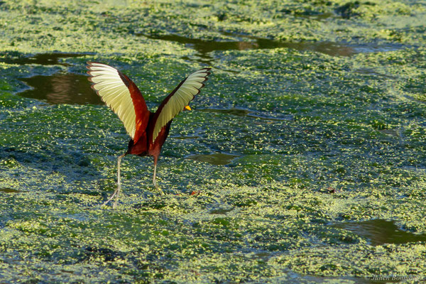 Jacana noir — Jacana jacana (Linnaeus, 1766)