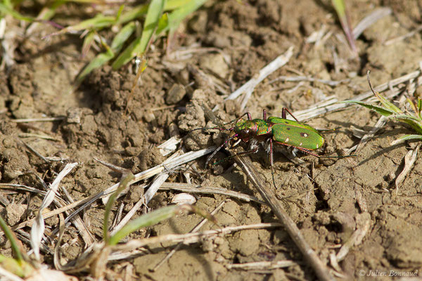 Cicindèle champêtre (Cicindela campestris) (Pihourc, Saint-Godens (31), France, le 17/04/2019)