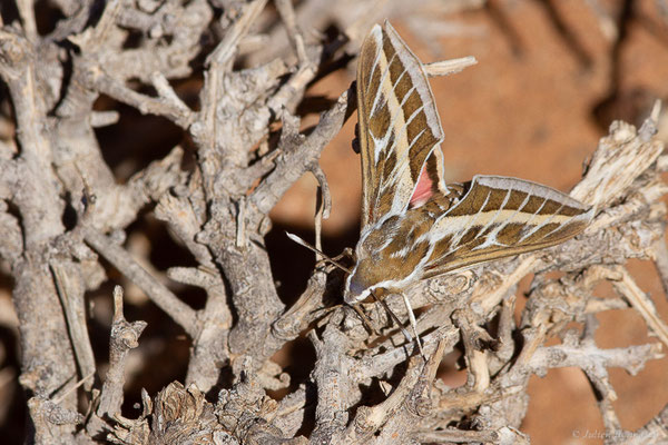 Sphinx livournien — Hyles livornica (Esper, 1780), (Msseyed (Guelmim-Oued Noun), Maroc, le 30/01/2024)