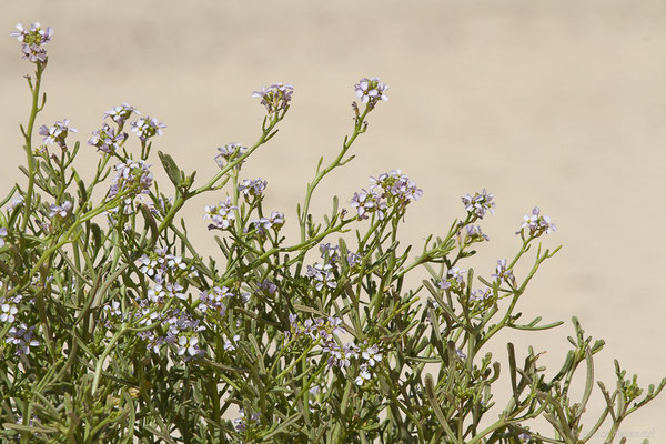 Caquillier maritime – Cakile maritima Scop., 1772, (Corralejo, Fuerteventura, (Iles Canaries, Espagne), le 18/02/2022)