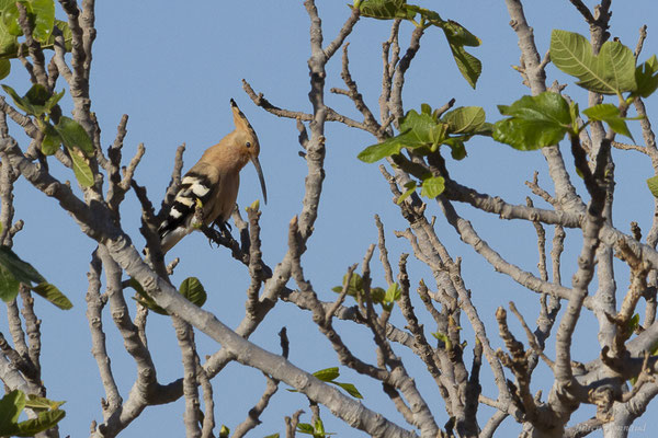 Huppe fasciée – Upupa epops Linnaeus, 1758, (Tindaya, Fuerteventura, (Iles Canaries, Espagne), le 18/02/2022)