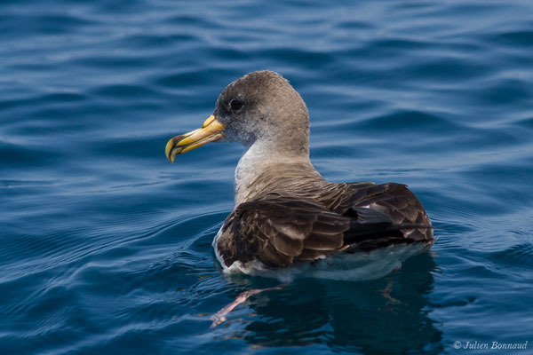 Puffin cendré — Calonectris borealis (Cory, 1881), (Sagres (Vila do Bispo), (Algarve), Portugal, le 31/08/2018)