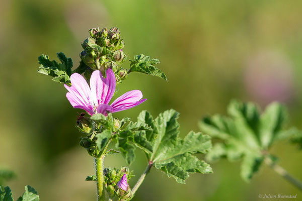 Mauve sylvestre — Malva sylvestris L., 1753, (Mourenx (64), France, le 01/06/2022)
