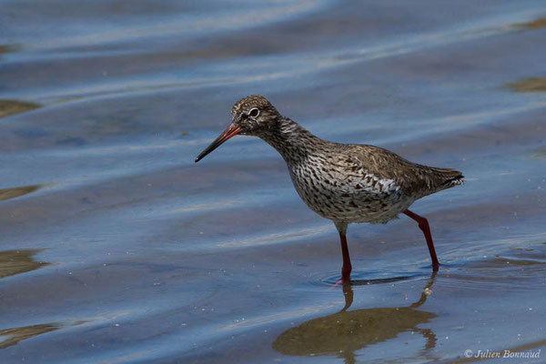 Chevalier gambette — Tringa totanus (Linnaeus, 1758), (réserve ornithologique du Teich (33), France, le 23/05/2021)