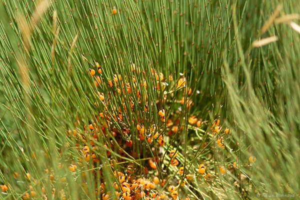 Ephedre fragile – Ephedra fragilis, (Bardenas Real, Arguedas (Aragon), Espagne, le 08/06/2022)