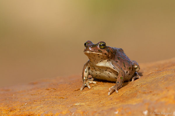 Crapaud vert marocain — Barbarophryne brongersmai (Hoogmoed, 1972)