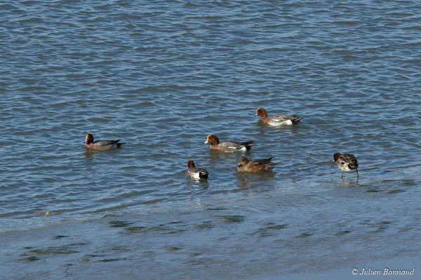 Canard siffleur — Anas penelope (Linnaeus, 1758), (Baie de Saint-Brieuc, Hillion (22), France, le 24/11/2017)