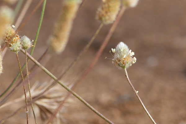 Plantain pied-de-lièvre — Plantago lagopus L., 1753, (Bardenas Real, Arguedas (Aragon), Espagne, le 08/06/2022)