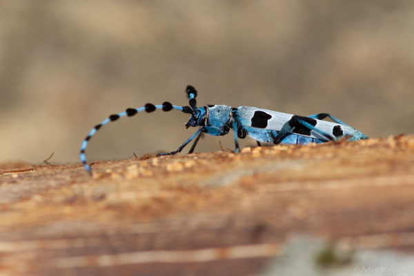 Rosalie des Alpes — Rosalia alpina (Linnaeus, 1758), (Bedous (64), France, le 03/08/2025)