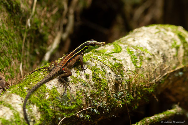Kentropyx à éperons — Kentropyx calcarata Spix, 1825, (route de Kaw, Guyane, le 11/12/2016) 