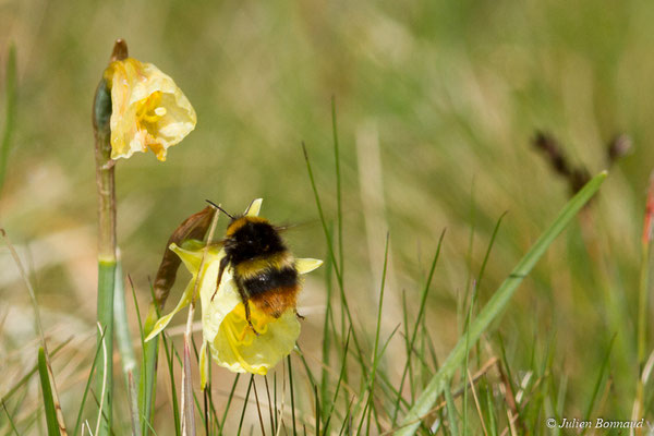 Bourdon des prés — Bombus pratorum (Linnaeus, 1761), (Ponson-Dessus (64), France, le 18/0Bourdon des prés – Bombus pratorum (Linnaeus, 1760), (Oloron-Sainte-Marie (64), France, le 26/05/2021)3/2018)