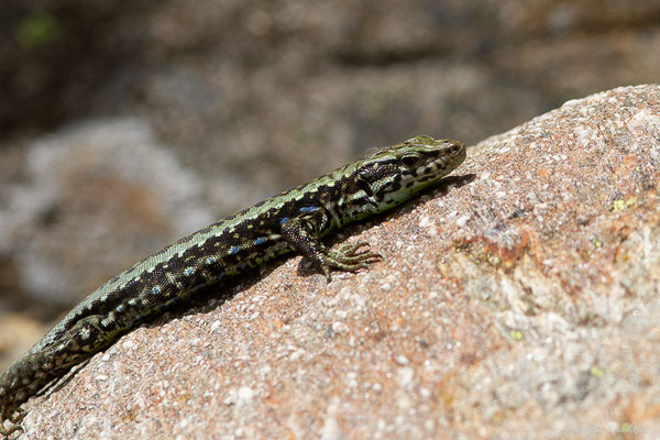 Lézard de Galan — Iberolacerta galani Arribas, Carranza & Odierna, 2006, (Parc naturel du lac de Sanabria (Zamora), Espagne), le 06/07/2022)