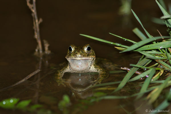 Crapaud calamite — Epidalea calamita (Laurenti, 1768)