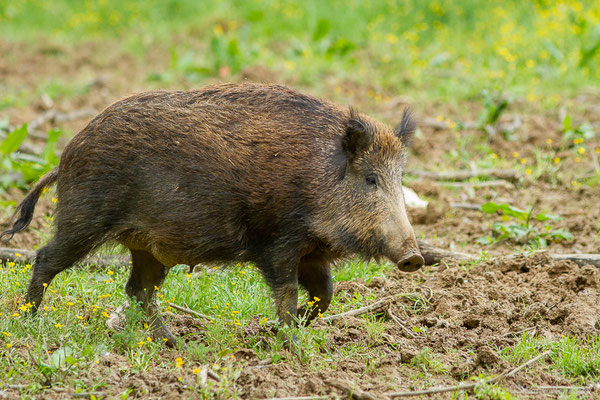 Sanglier — Sus scrofa Linnaeus, 1758, (La Ferme aux Cerfs, Le Houga (32), France, le 10/05/2023)