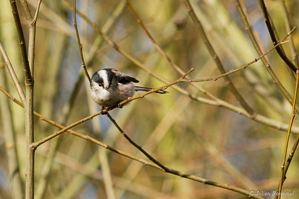 Orite à longue queue — Aegithalos caudatus (Linnaeus, 1758), (Pontivy (56), France, le 02/12/2017)