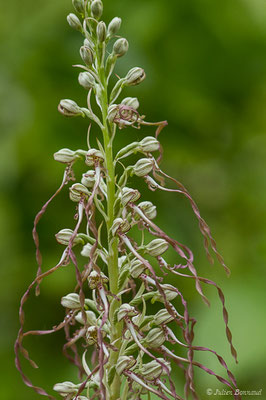 Orchis bouc, Himantoglosse à odeur de bouc — Himantoglossum hircinum (L.) Spreng., 1826, (La Brède (33), France, le 11/06/2019)