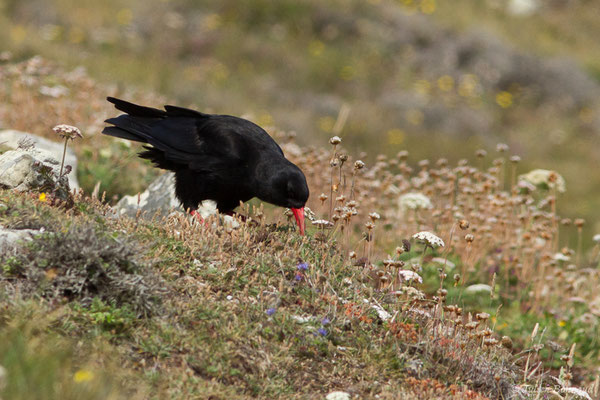 Crave à bec rouge — Pyrrhocorax pyrrhocorax (Linnaeus, 1758), (Pointe de Dinan, Crozon (29), France, le 08/07/2021)