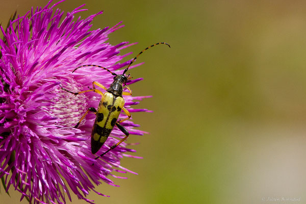 Lepture tacheté – Rutpela maculata (Poda, 1761), (Fort du Portalet, Etsaut (64), France, le 13/06/2022)