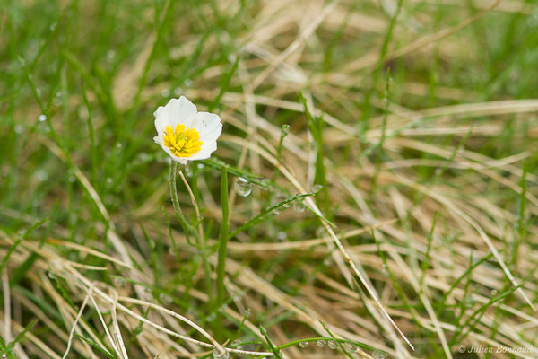 Renoncule des Pyrénées — Ranunculus pyrenaeus L., 1771