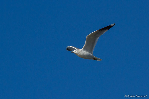 Goéland cendré — Larus canus Linnaeus, 1758, (Hillion, Baie de Saint-Brieuc (22), France, le 11/01/2018)
