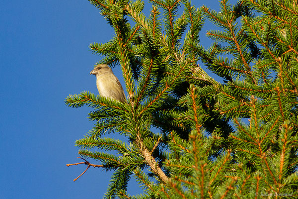 Bec-croisé des sapins — Loxia curvirostra Linnaeus, 1758, (Station de ski de La Pierre Saint-Martin, Arette, (64), France, le 05/11/2022)