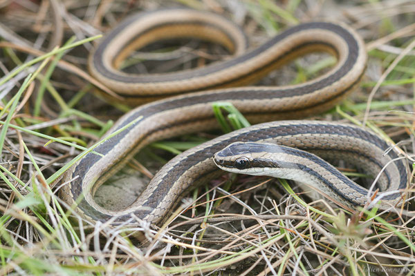 Lygophide rayé — Lygophis lineatus (Linnaeus, 1758), (Centre Spatial Guyanais, Kourou, Guyane, le 07/05/2014)