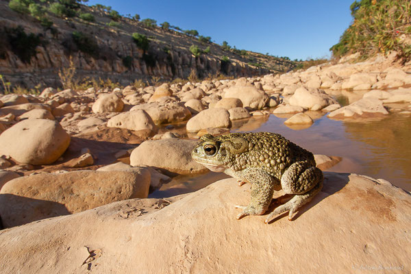 Crapaud berbère — Sclerophrys mauritanica (Schlegel, 1841)