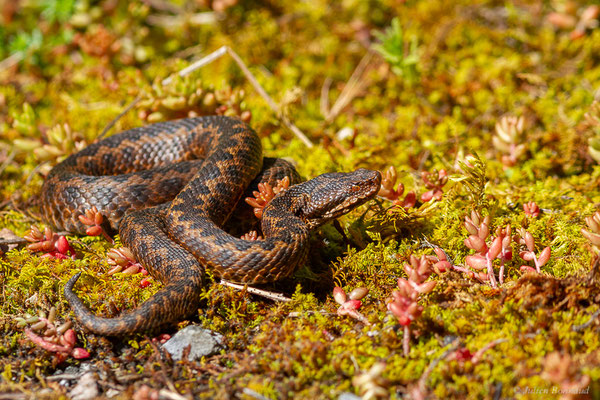 Vipère aspic de Zinniker – Vipera aspis zinnikeri (Kramer, 1958), (Borce (64), France, le 28/05/2024)