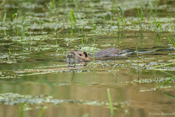 Ragondin — Myocastor coypus (Molina, 1782), (Lacq (64), France, le 02/07/2020)
