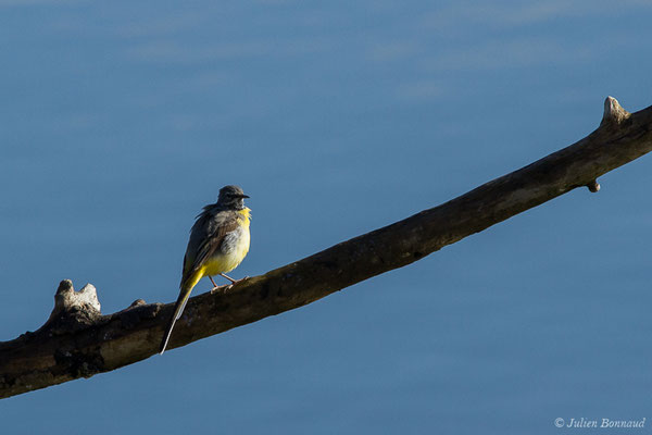 Bergeronnette des ruisseaux — Motacilla cinerea Tunstall, 1771, (Braud-et-Saint-Louis (33), France, le 07/03/2018)