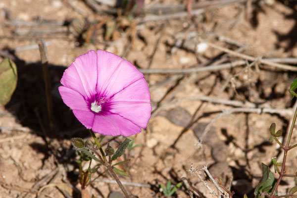 Liseron fausse guimauve — Convolvulus althaeoides L., 1753, (Laazib (Guelmim-Oued Noun), Maroc, le 30/01/2023)