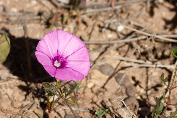 Liseron fausse guimauve — Convolvulus althaeoides L., 1753