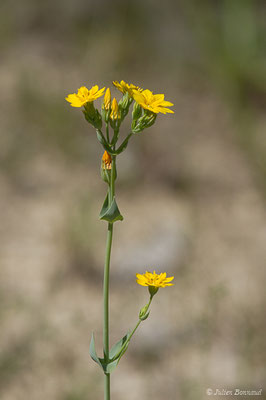 Centaurée perfoliée — Blackstonia perfoliata (L.) Huds., 1762, (Aulon (31), France, le 29/06/2019)