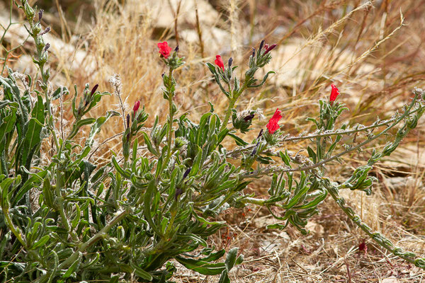 Vipérine de Crète — Echium creticum L., 1753, (Ammelne, (Souss-Massa), Maroc, le 06/02/2023)