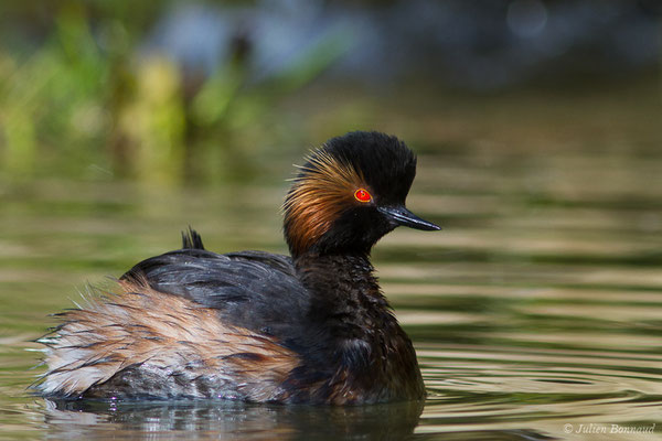 Grèbe à cou noir — Podiceps nigricollis Brehm, CL, 1831, (adulte en plumage nuptial) (parc animalier des Pyrénées, France, le 01/04/2018)